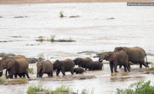 Letaba Rest Camp Kruger National Park Travel For Wildlife