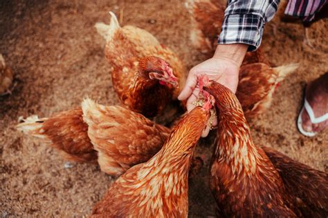 Rhode Island Red Chicks Sexing