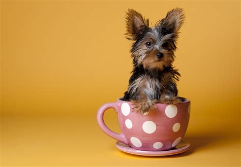 10 Yorkshire Terriers To Brighten Your Day! - I Heart Pets