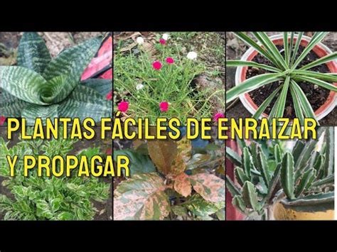 Plantas Faciles De ENRAIZAR Y PROPAGAR YouTube