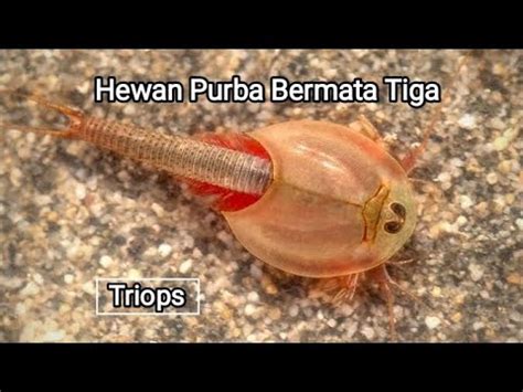 Triops Si Hewan Purba Bermata Tiga YouTube