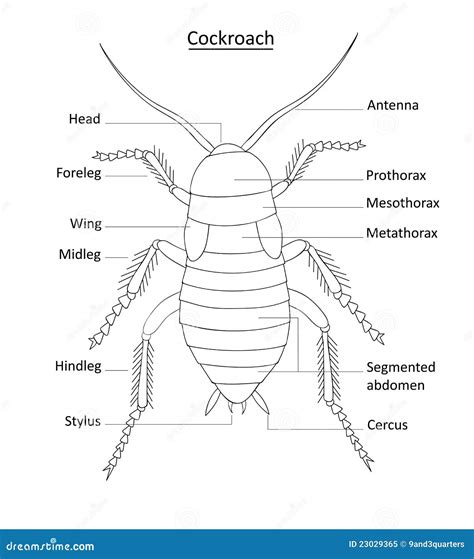 Cockroach Anatomy- Line Art With Labels On White Stock Vector ...