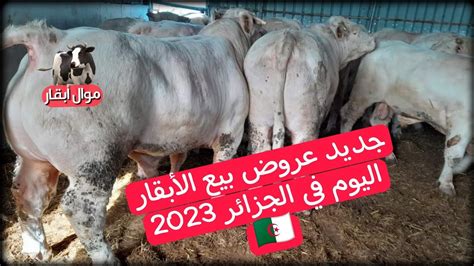 جديد عروض بيع الأبقار اليوم في الجزائر 2023 mawalabkar YouTube