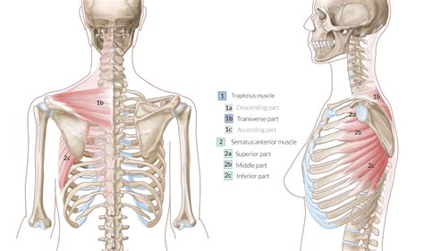 Anatomy Of Chest Organs : Anatomy / The heart is a major organ in the ...