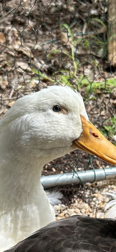 brown spot pekin duck eye | BackYard Chickens - Learn How to Raise Chickens