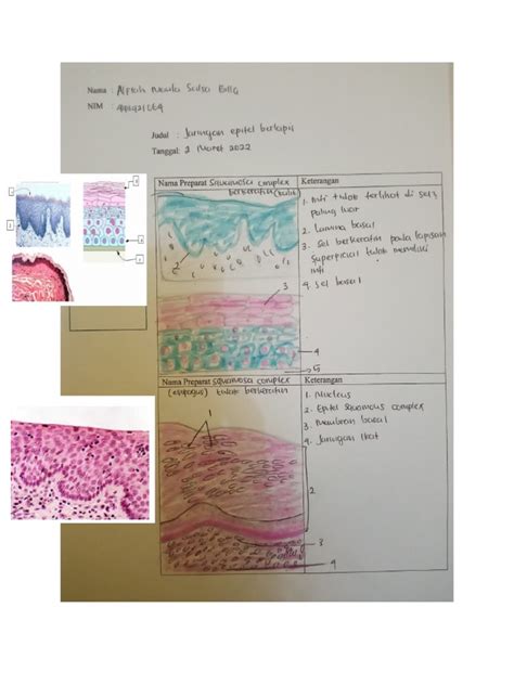 Laporan Praktikum Jaringan Epitel Berlapis | PDF