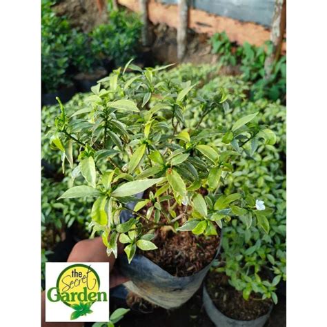 buy  dwarf pandakaki variegated plant  seeds