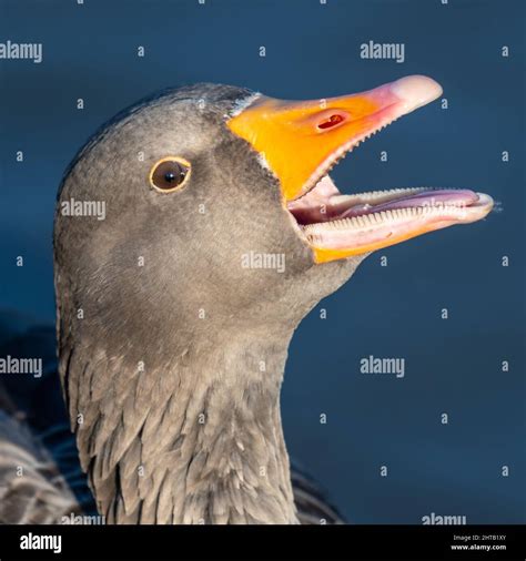 Inside Of A Goose Mouth