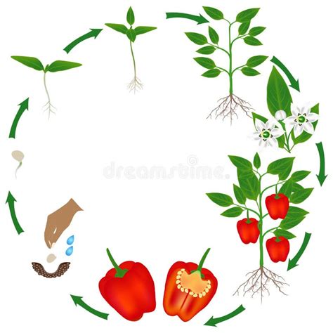 Life Cycle of a Watermelon Plant on a White Background. Stock Vector - Illustration of botanical ...