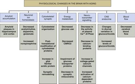 Central Nervous System Changes With Aging Cmro Cerebral Metabolic