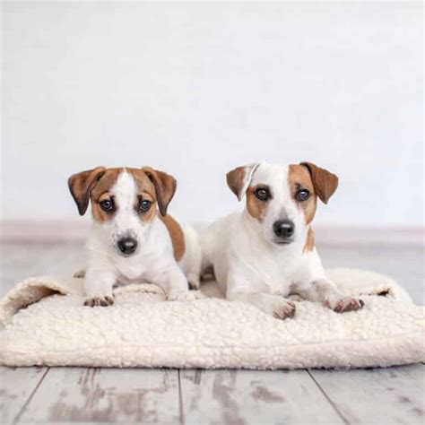 Jack Russell Terrier Welpen Welpenknigge De