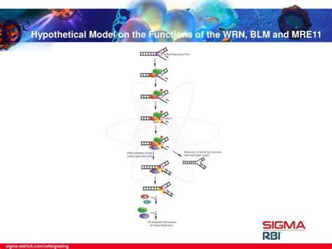 Ppt Hypothetical Model On The Functions Of The Wrn Blm And Mre