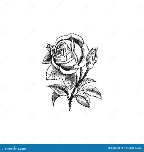 Black rose logo stock illustration. Illustration of love - 252019678