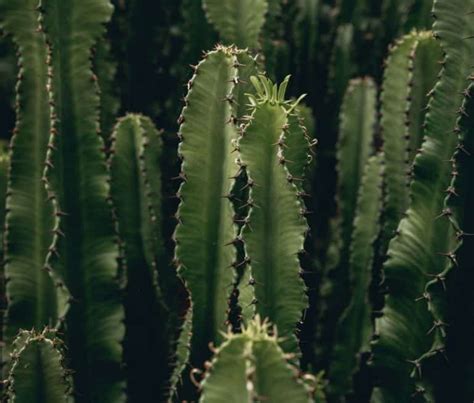 15 Tall Cactus Plants With Names Cactusway