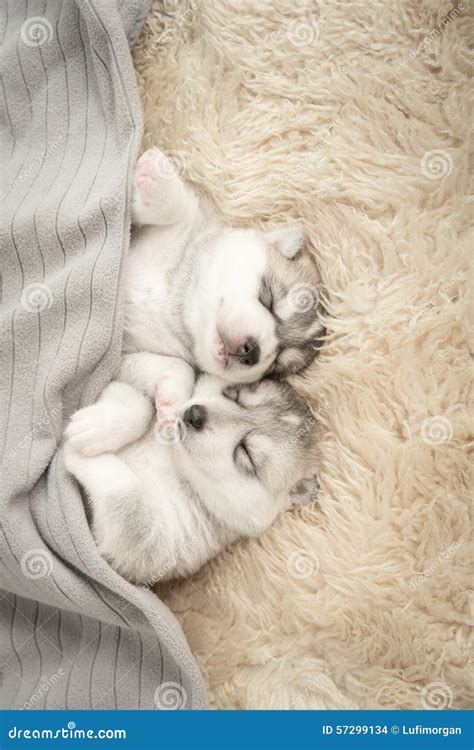 Two of Siberian Husky Puppies Sleeping Stock Photo - Image of isolated ...