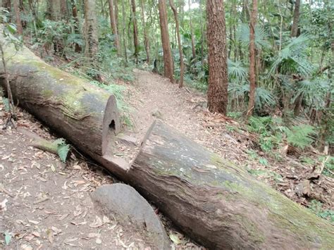 Stoney Creek Trail walking track