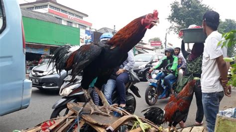 Harga Ayam Kampung | Unggas Pedaging