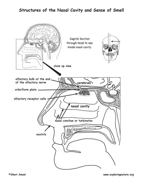 Label The Parts Of Nose