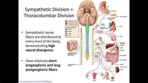 Biol 121 Chapter 15 Autonomic Nervous System And Visceral Reflexes Part