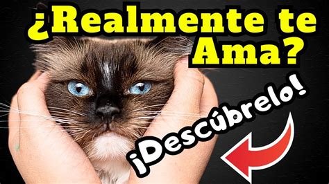 13 SeÑales De Que Tu Gato Te Quiere 😻 Youtube