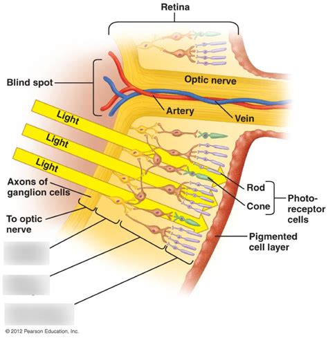 Biol Photoreceptors Diagram Quizlet