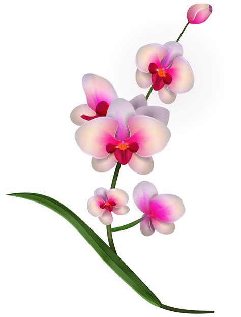 Free Orchid Clipart, Download Free Orchid Clipart png images, Free
