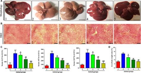 Celastrol Ameliorated CCl4caused Liver Injury In Rats Rats Were