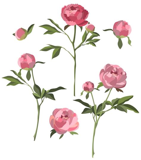 Premium Vector Pink Peonies Isolated On White Background Vector Set