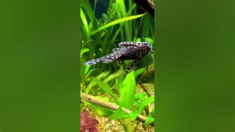 Beautiful Sucker Fish Youtube