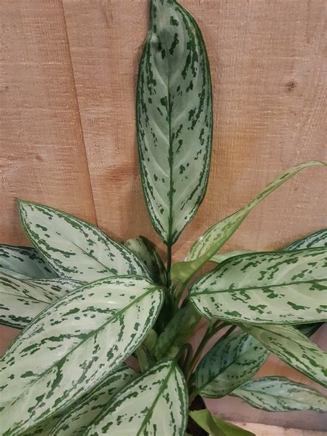 Aglaonema Kamerplant Bol