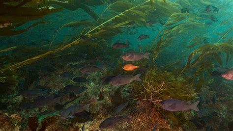 Kelp Forest Ecosystems Background Office Of National Marine Sanctuaries