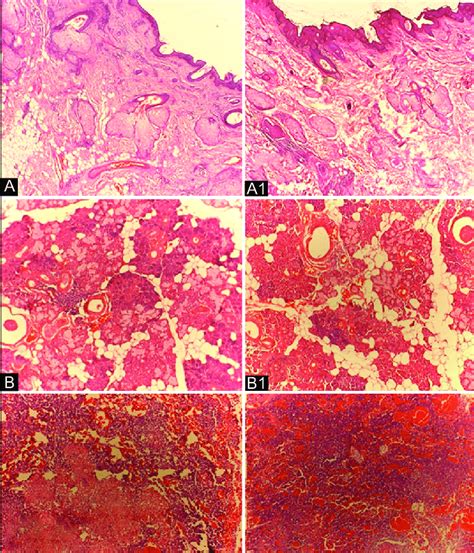 Abc Hematoxylin And Eosin Stained Tissue Sections Of Xylene Treated