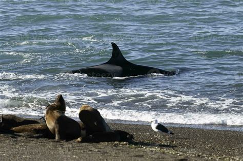 Killer Whale, Orca, hunting a sea lions , Peninsula Valdes, Patagonia ...