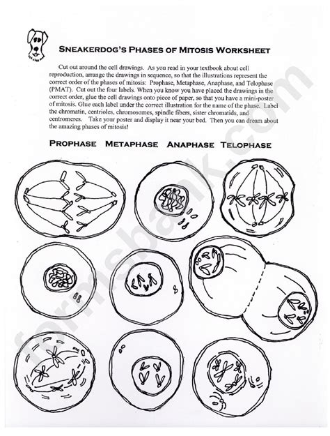 Phases Of Mitosis Worksheet Printable Pdf Download