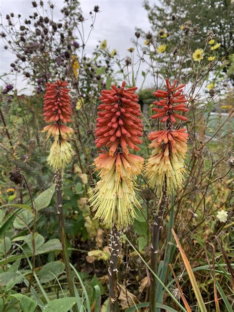 Kniphofia Caulescens John May Andy Gladman