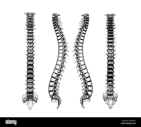 Skeletal Human Spine 3d Rendering Stock Photo Alamy