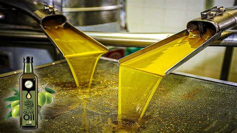 Olive Oil Making Process Modern Olive Harvesting Technology How