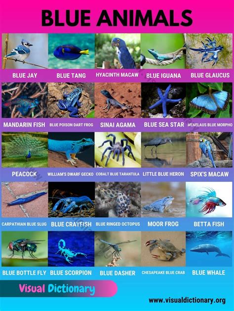 blue animals are featured in this poster for visual dictionary's ...