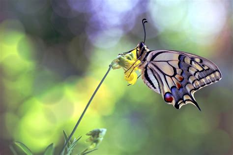 2048x1365 Macro Butterfly Insect Wallpaper Coolwallpapers Me