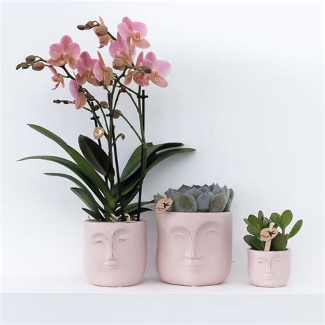 Oudroze Orchidee Treviso Cm Kolibri Company