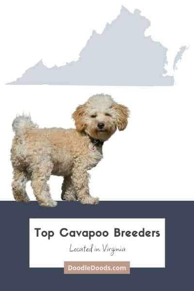 Cavapoo Vs Havapoo Comparing Temperament Size And Maintenance