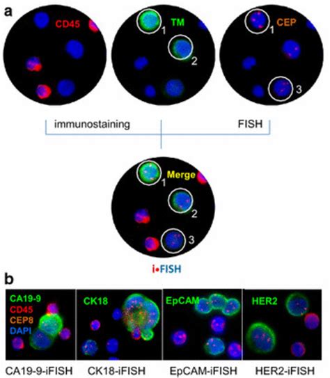 Principle Of Ifish A Combined In Situ Phenotypic Immunostaining And