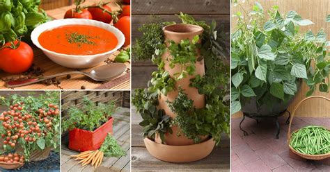 How To Make A Delicious Soup Garden In Containers