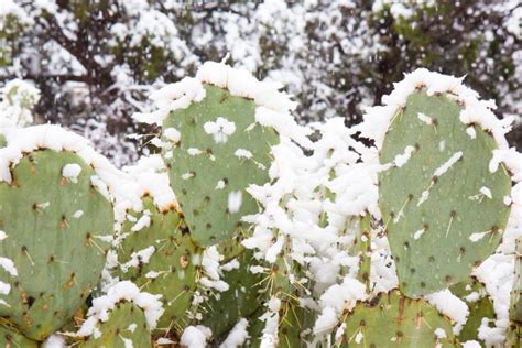 Opuntia Subulata Pflegen Gie En D Ngen Berwintern Und Mehr