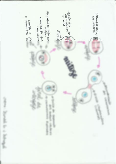 SOLUTION Mitose Biologia Studypool