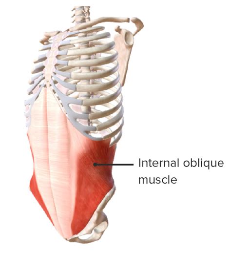 Pared Abdominal Anterior Anatomía Concise Medical Knowledge