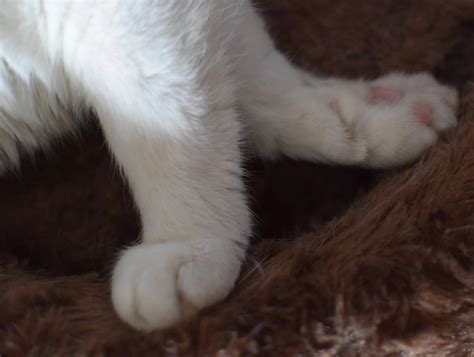 why is cat weak naturally 10