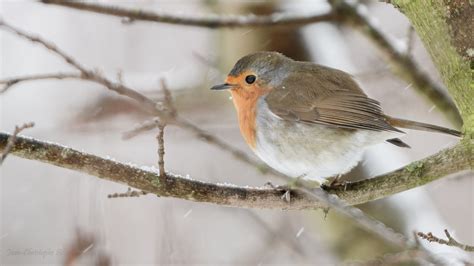 Rouge Gorge Sous La Neige J C Baptiste Flickr