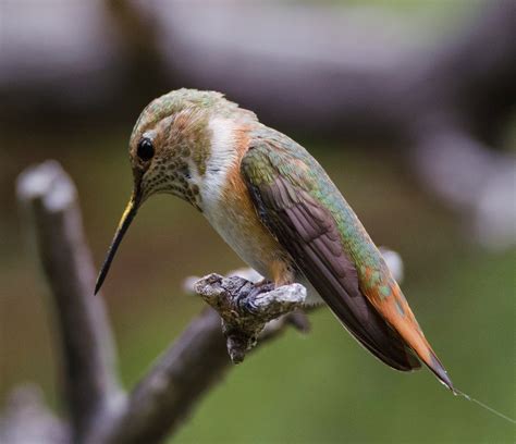 Gordons Birding Adventures Hummingbirds In Arizona