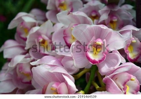 Cymbidium Boat Orchid Flower Stock Photo Shutterstock